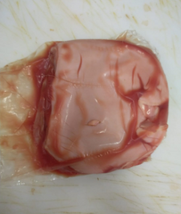 Barriga de Leitão  9,98€